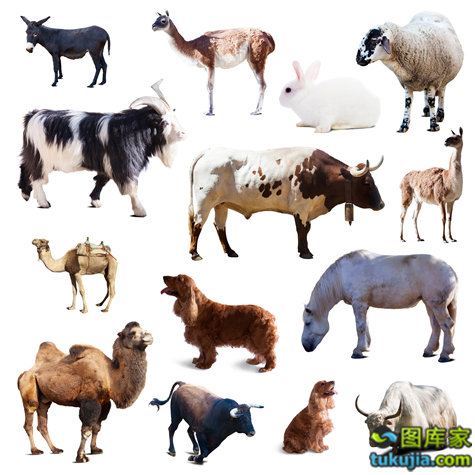 農業種植技術與動物攝影 家禽家畜的生物世界