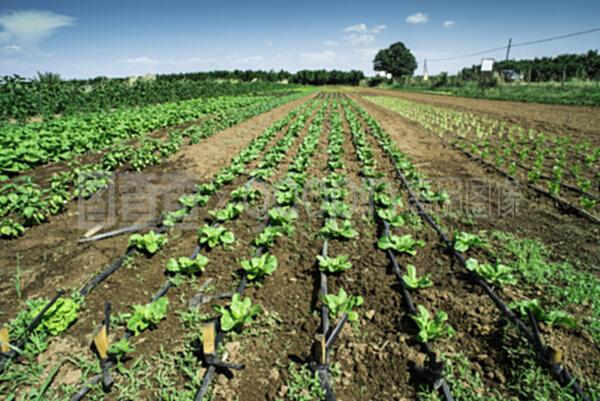 生菜種植園 現(xiàn)代農(nóng)業(yè)種植技術(shù)的創(chuàng)新開(kāi)發(fā)與應(yīng)用