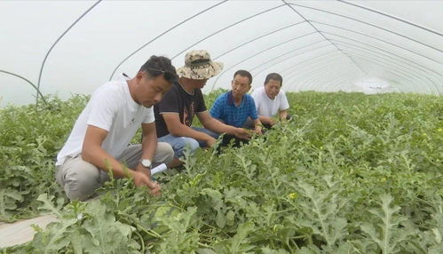 發(fā)展優(yōu)質(zhì)瓜菜種植與技術(shù)創(chuàng)新，開(kāi)拓農(nóng)業(yè)增效與農(nóng)民增收新路徑