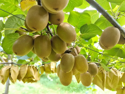 科技創(chuàng)新引領(lǐng)農(nóng)業(yè)新篇 獼猴桃種植技術(shù)開(kāi)發(fā)與應(yīng)用