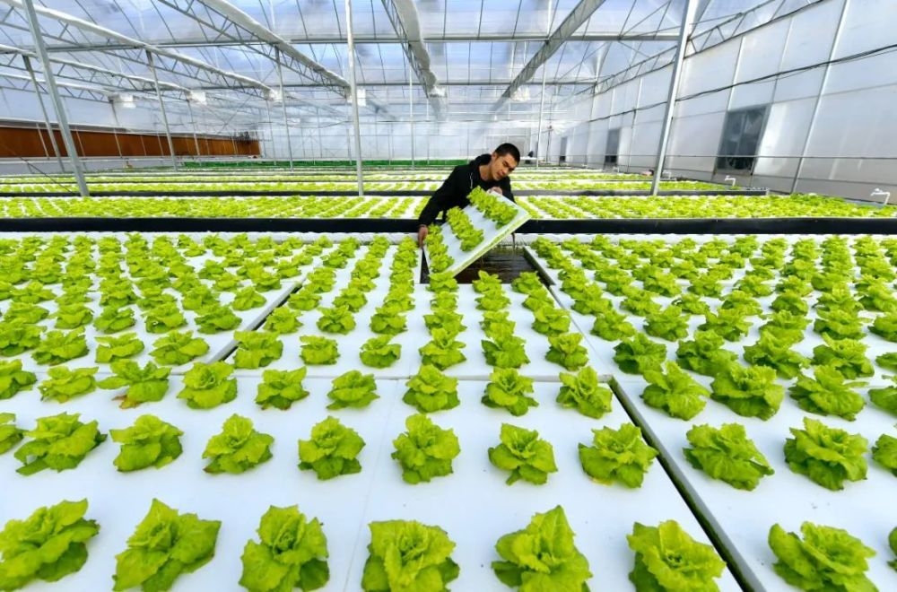 中國農(nóng)業(yè)種植技術(shù)的創(chuàng)新與發(fā)展 現(xiàn)狀、挑戰(zhàn)與未來趨勢(shì)